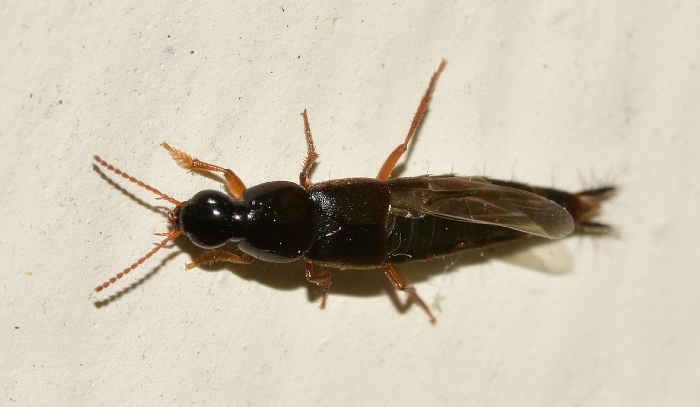 Staphylinidae: Quedius sp.