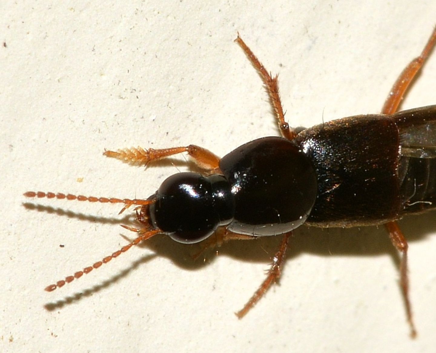 Staphylinidae: Quedius sp.