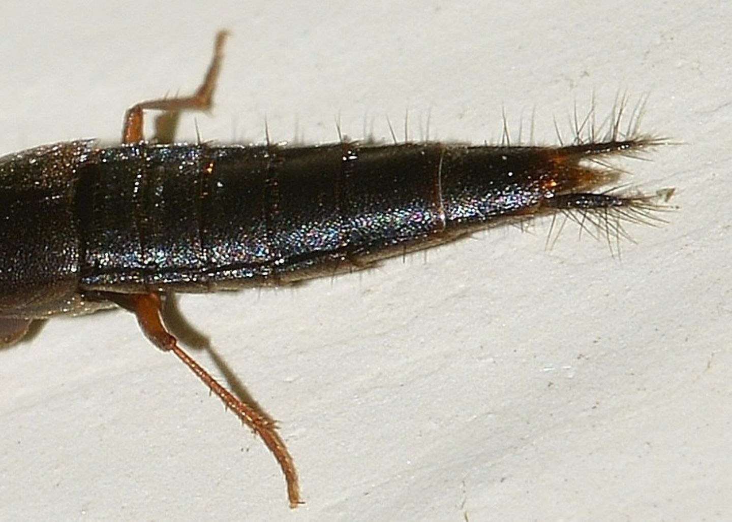 Staphylinidae: Quedius sp.