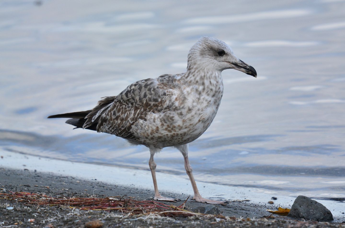 Giovane gabbiano reale (Larus michahellis)