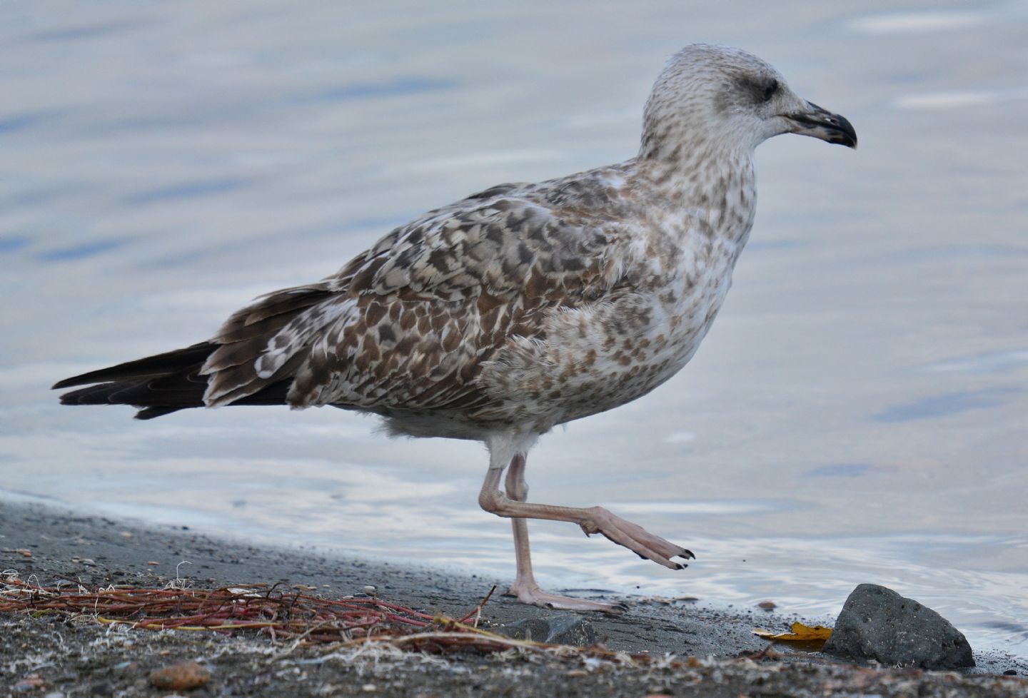 Giovane gabbiano reale (Larus michahellis)