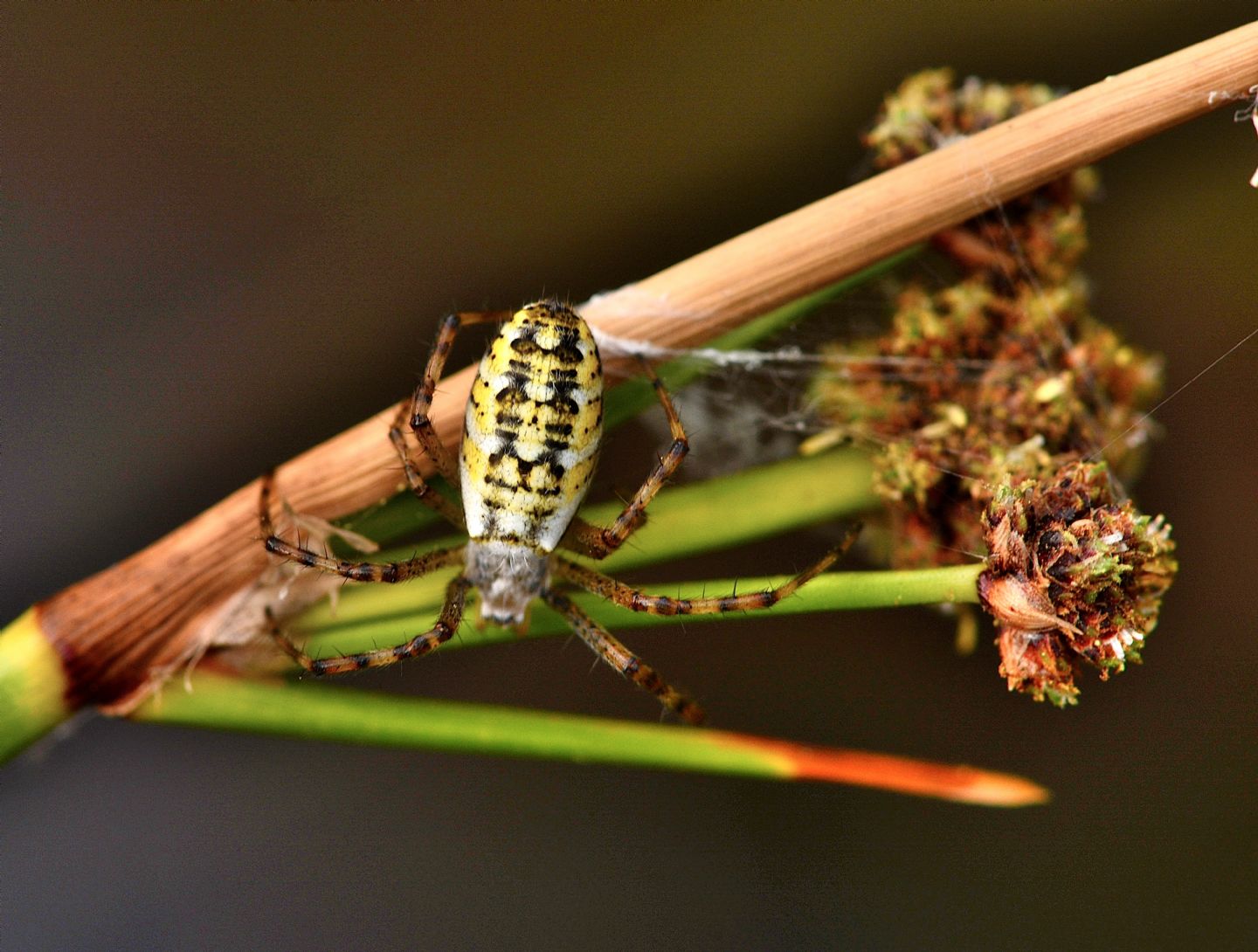 Argiope bruennichi - Arbus (Sud Sardegna)