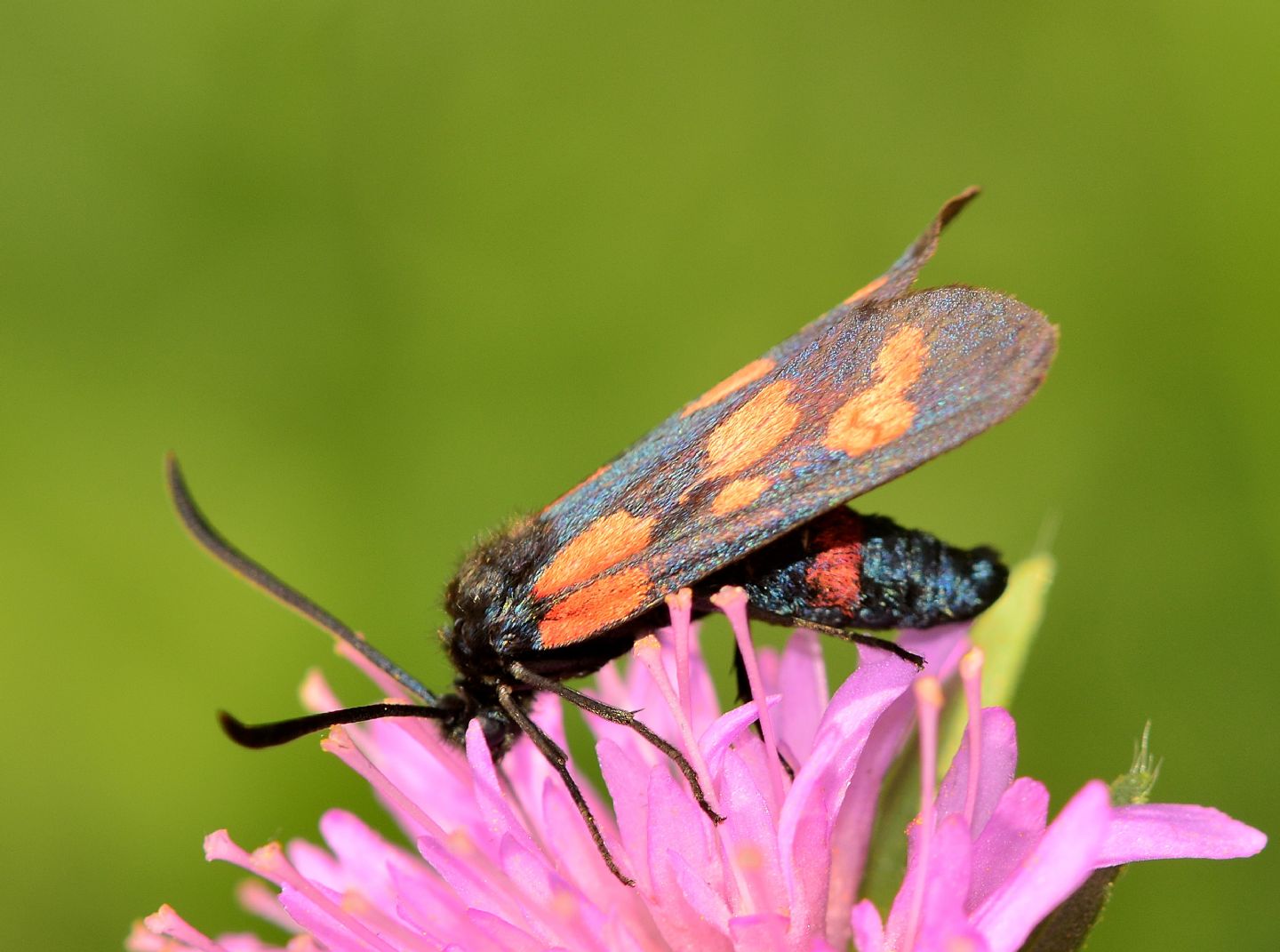 Zygaena cynarae - Zygaenidae