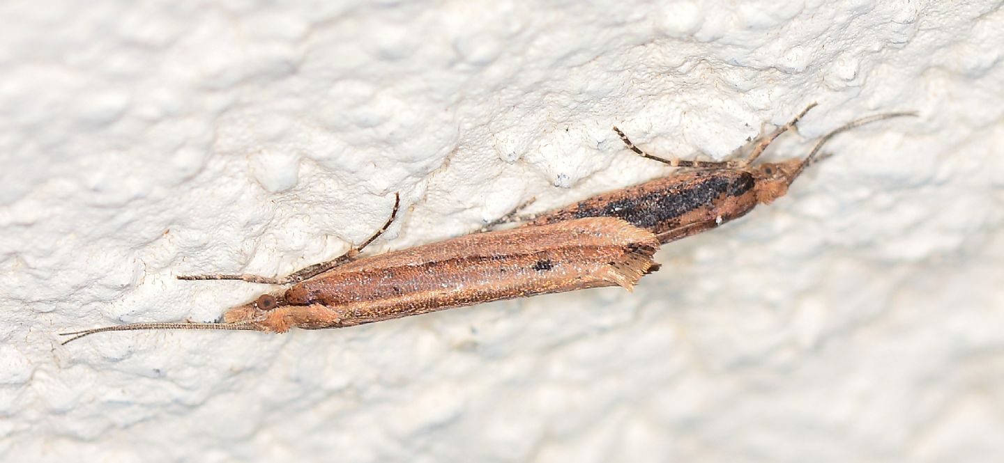 coppia di micro: Ypsolopha ustella - Ypasophidae