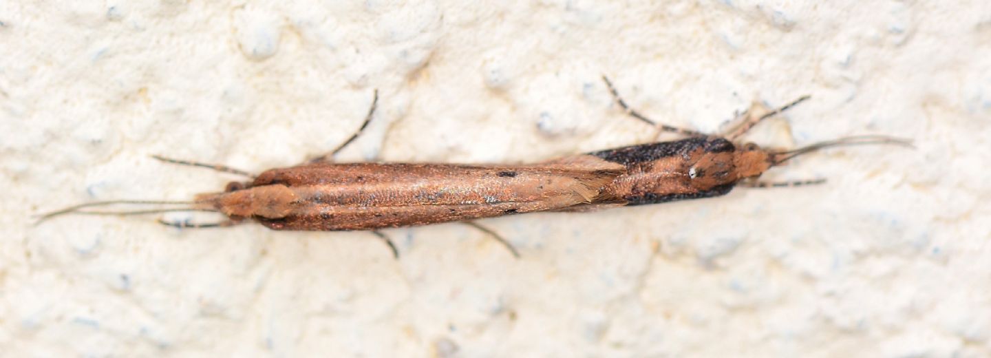 coppia di micro: Ypsolopha ustella - Ypasophidae