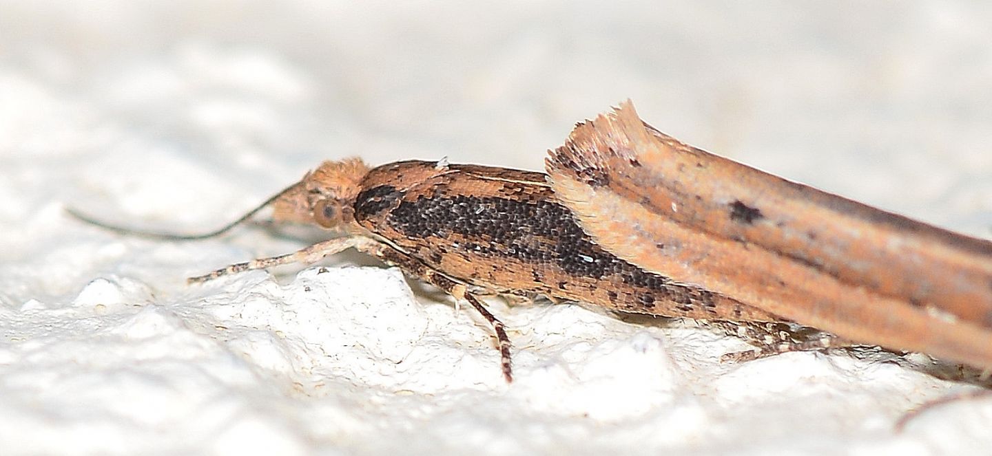 coppia di micro: Ypsolopha ustella - Ypasophidae