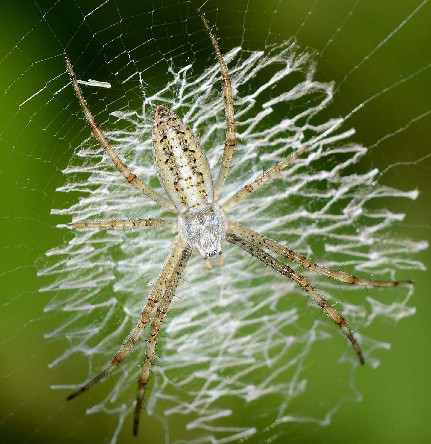 Argiope bruennichi - Arbus (Sud Sardegna)