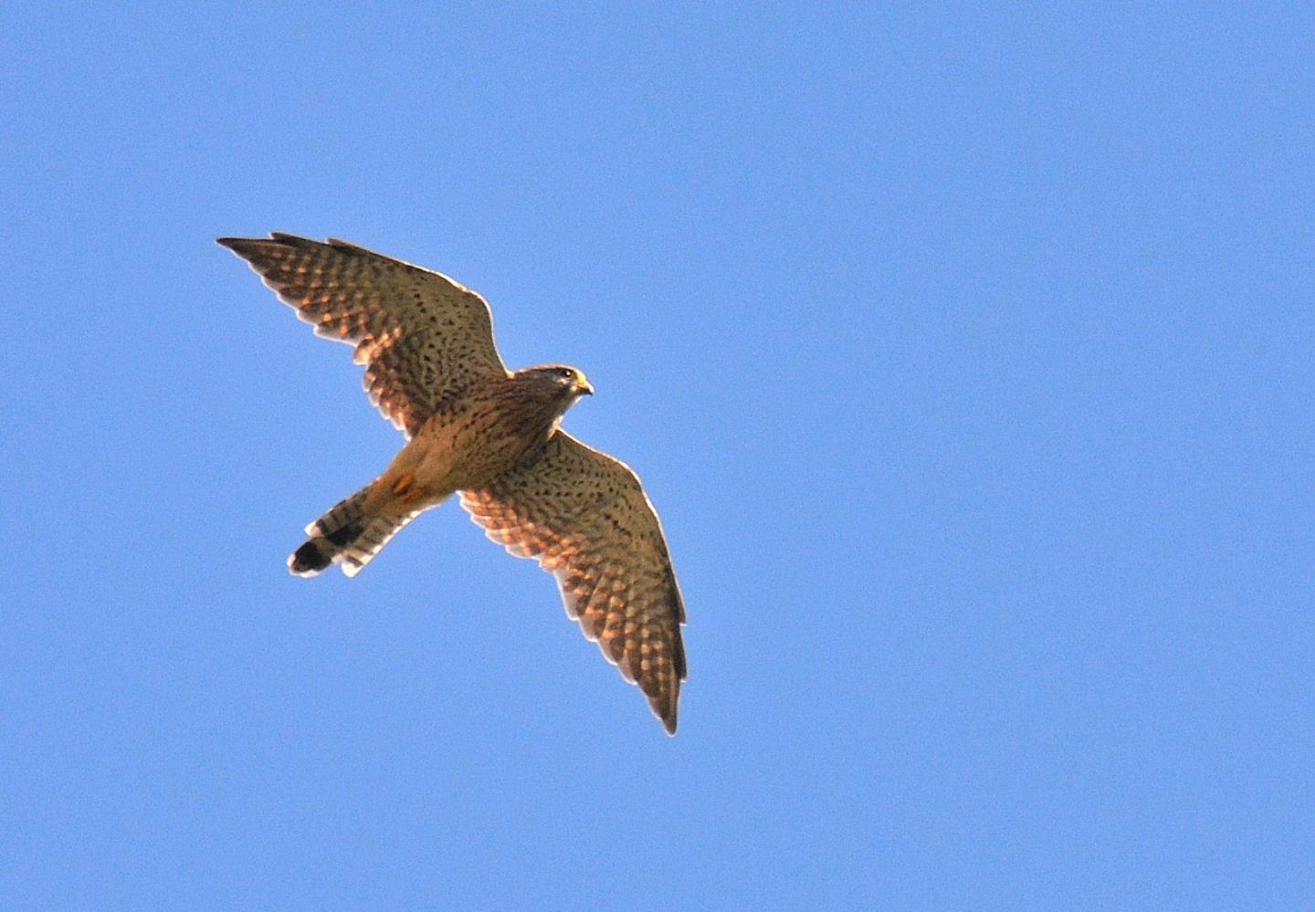 Gheppio (Falco tinnunculus)