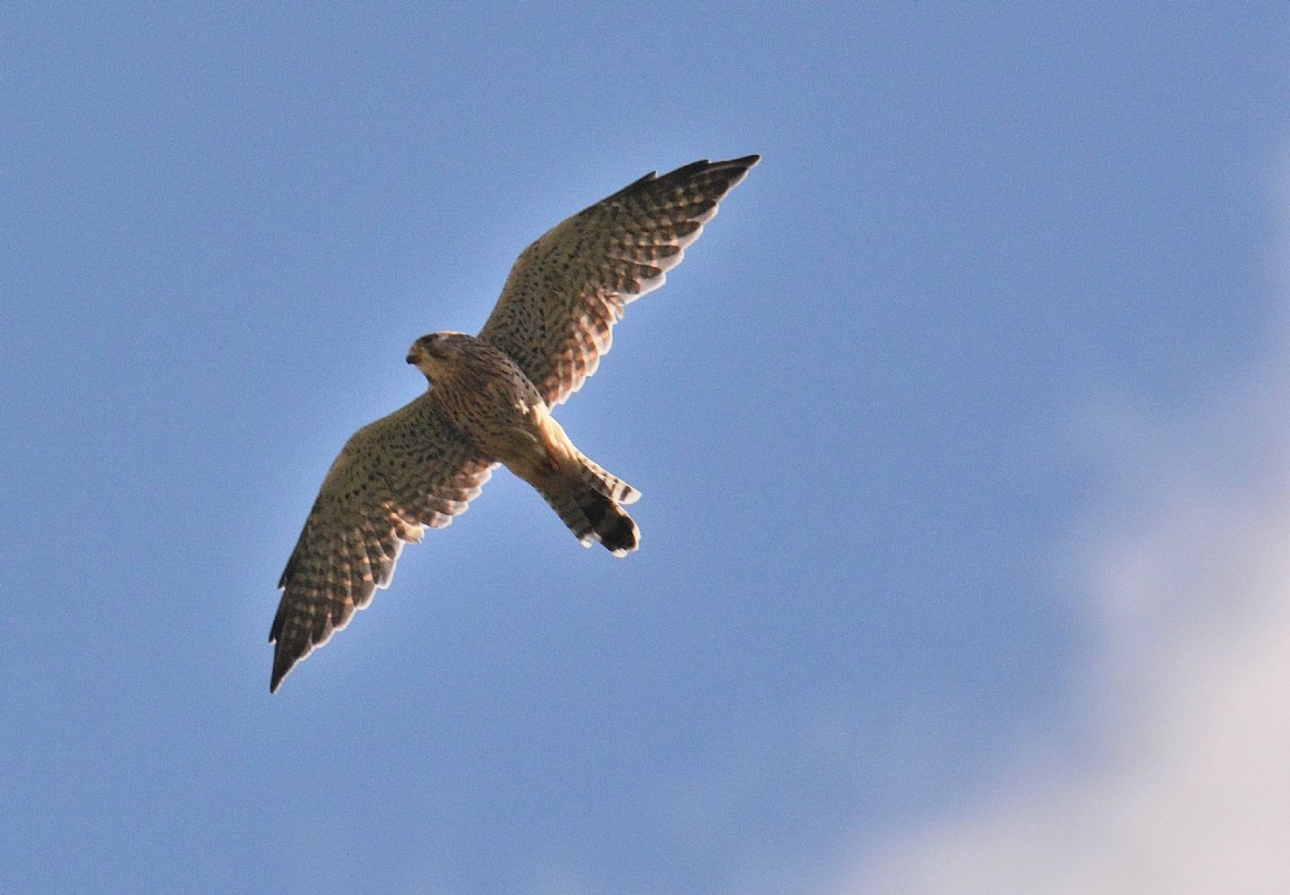 Gheppio (Falco tinnunculus)