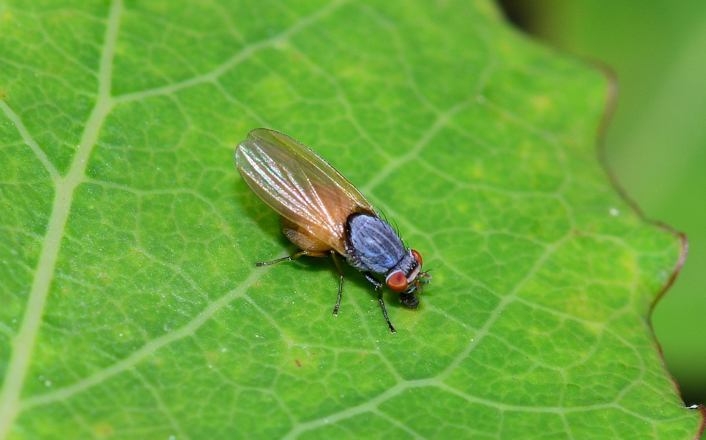 mosca azzurra - Lauxaniidae: Minettia lupulina