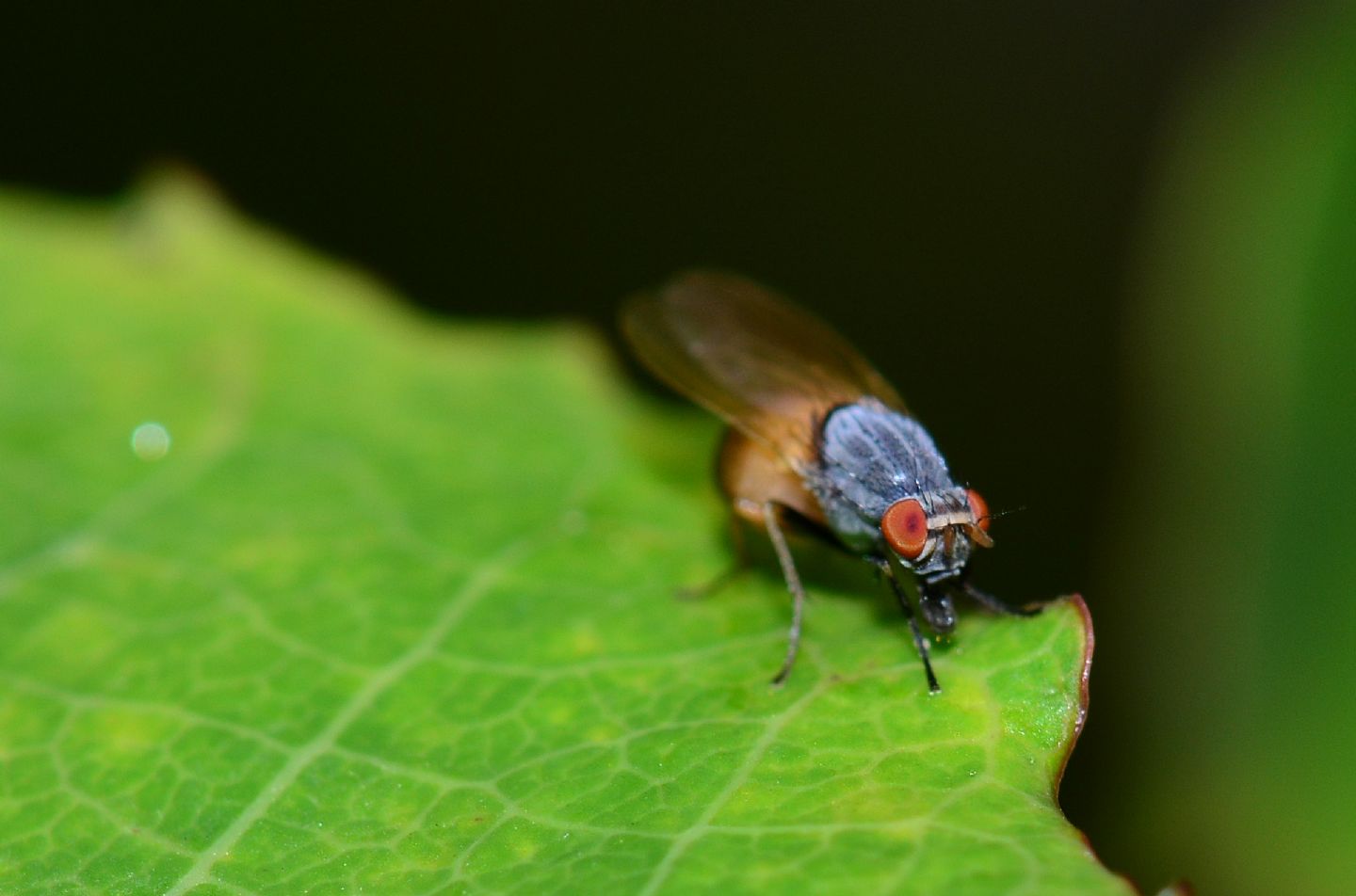 mosca azzurra - Lauxaniidae: Minettia lupulina