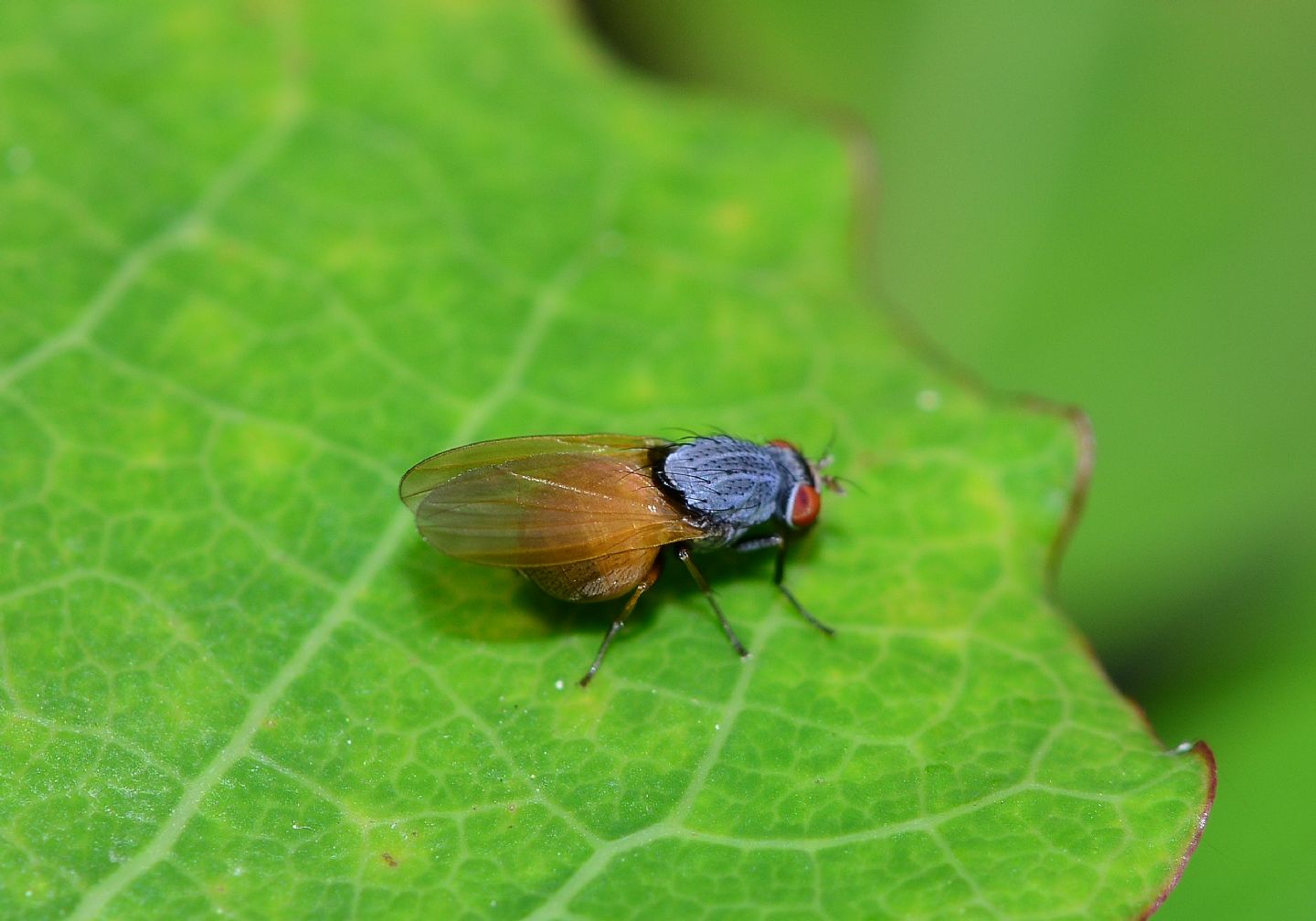 mosca azzurra - Lauxaniidae: Minettia lupulina