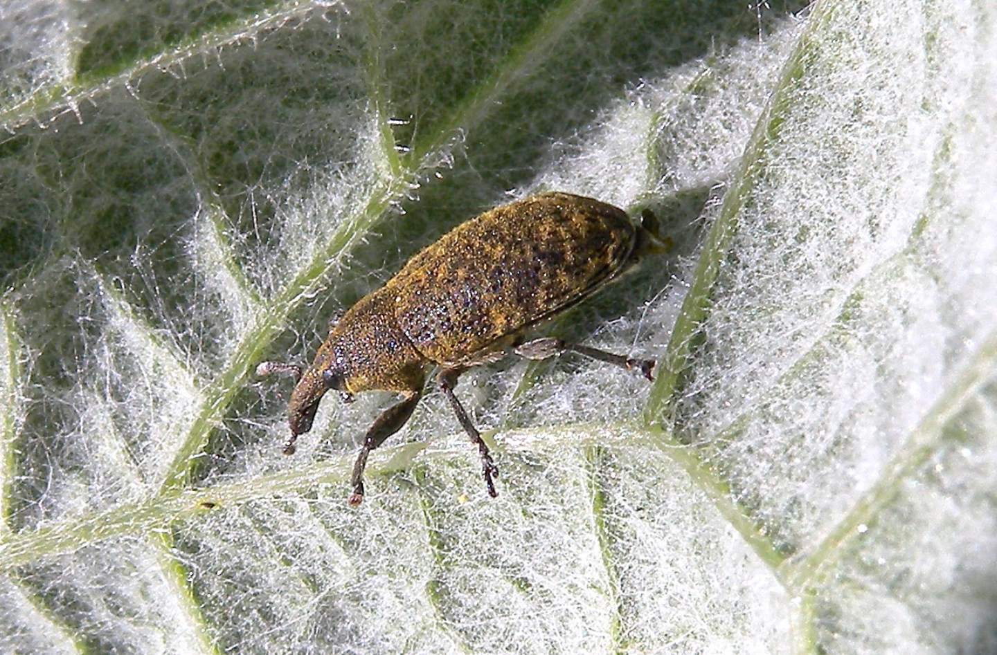 Curculionidae: Larinus planus