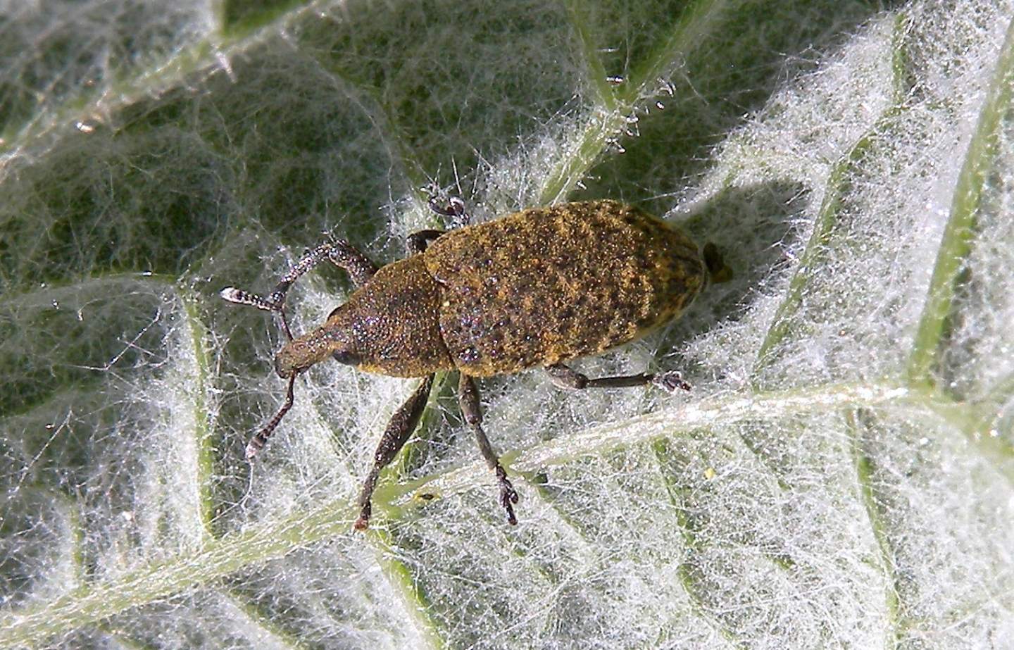 Curculionidae: Larinus planus