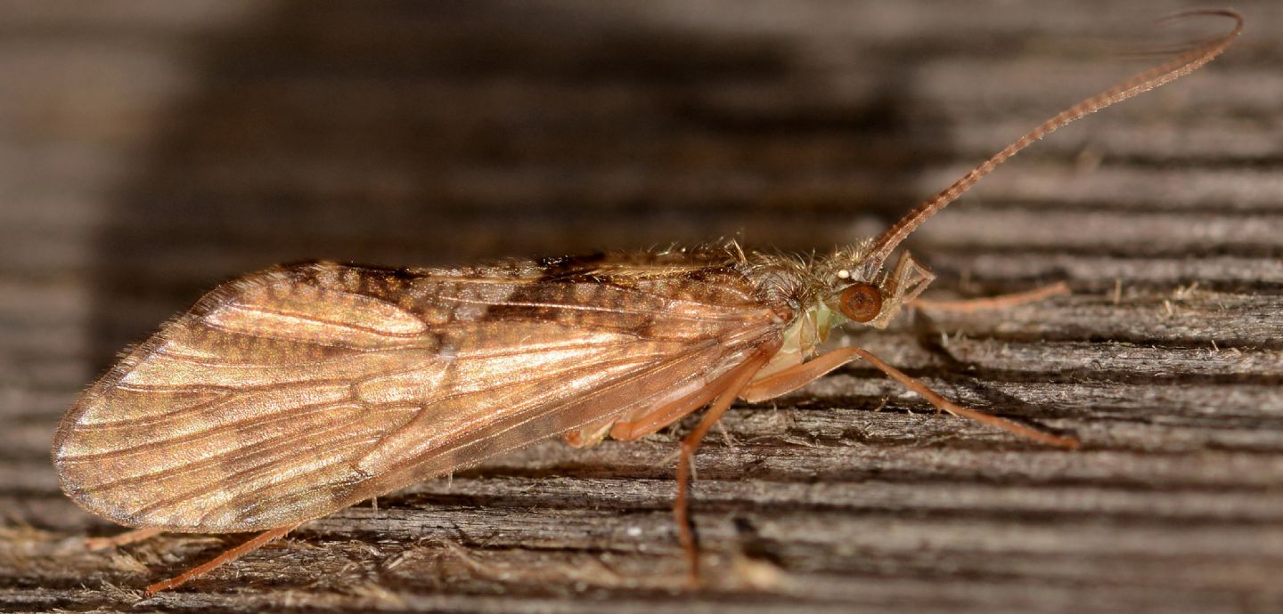 Rhyacophilidae:  Rhyacophila sp.