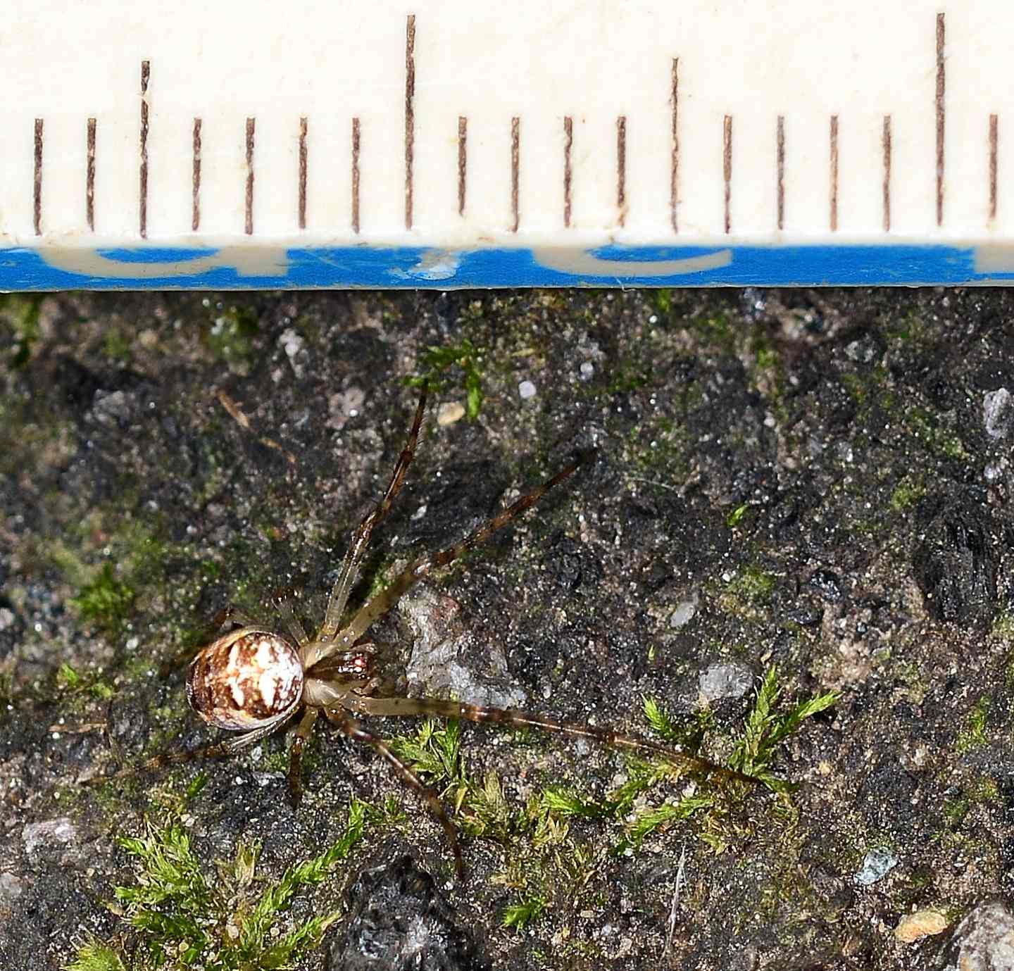 Metellina sp.  - Bannio Anzino (VCO)