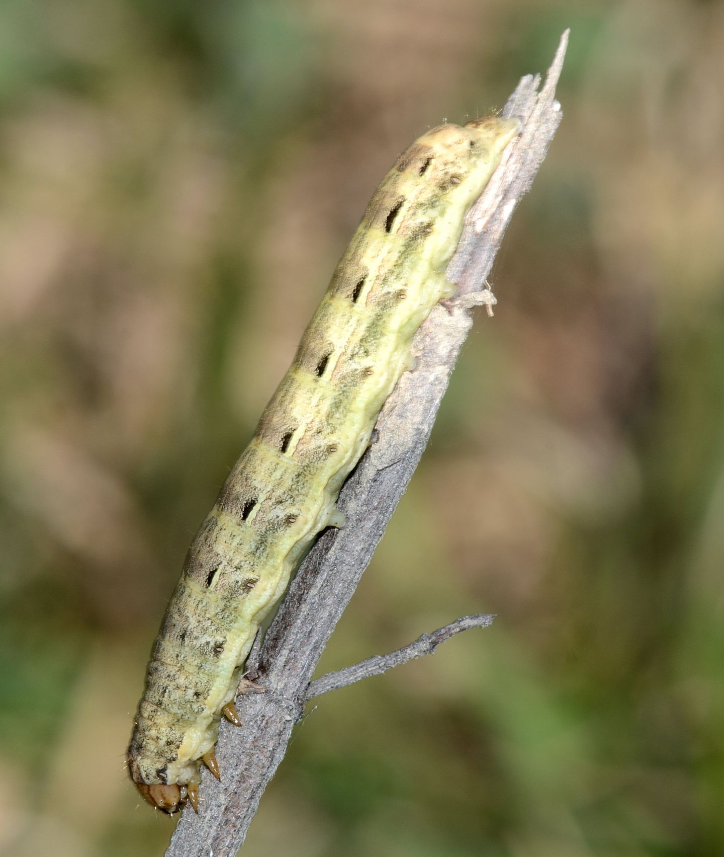 larva - Noctua pronuba, Noctuidae
