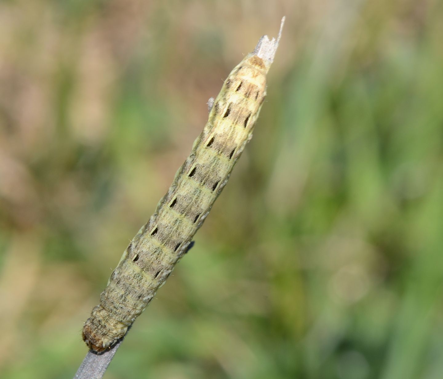 larva - Noctua pronuba, Noctuidae