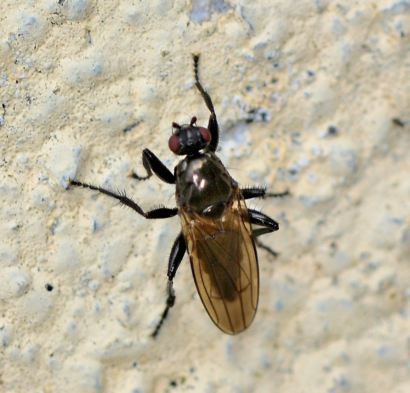 Sphaeroceridae:  Crumomyia nitida, maschio