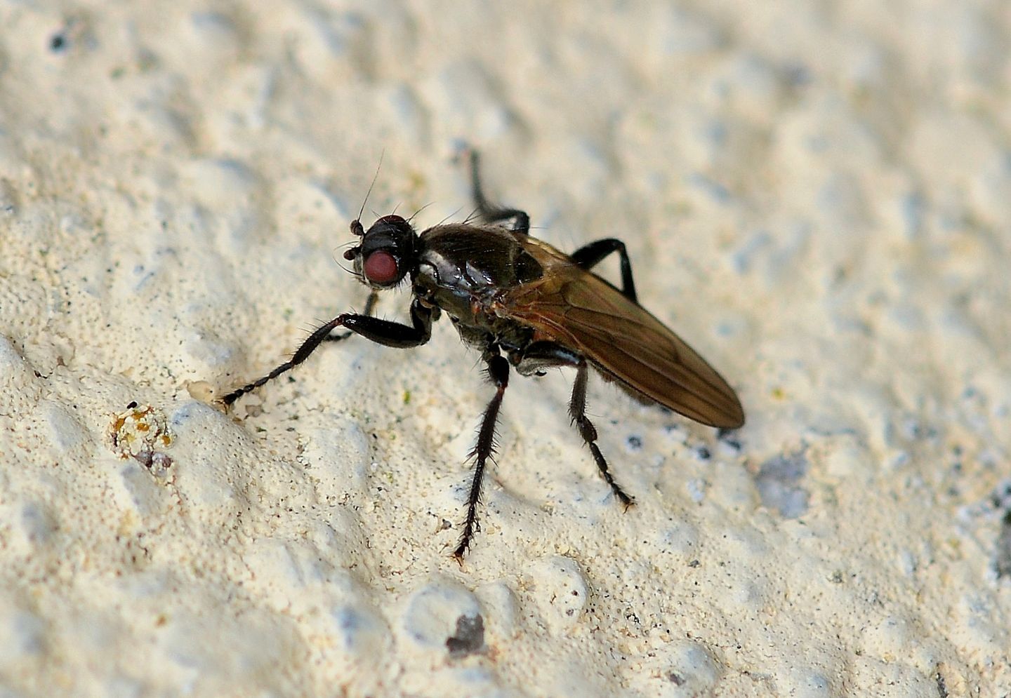 Sphaeroceridae:  Crumomyia nitida, maschio