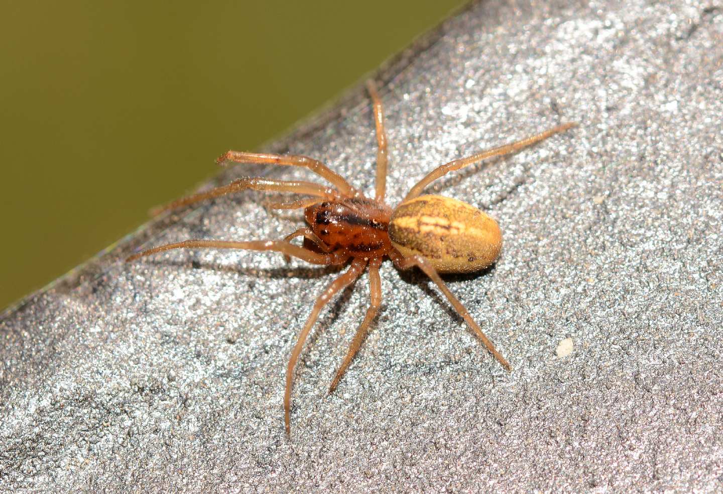 Pachygnatha sp. - Paullo (MI)