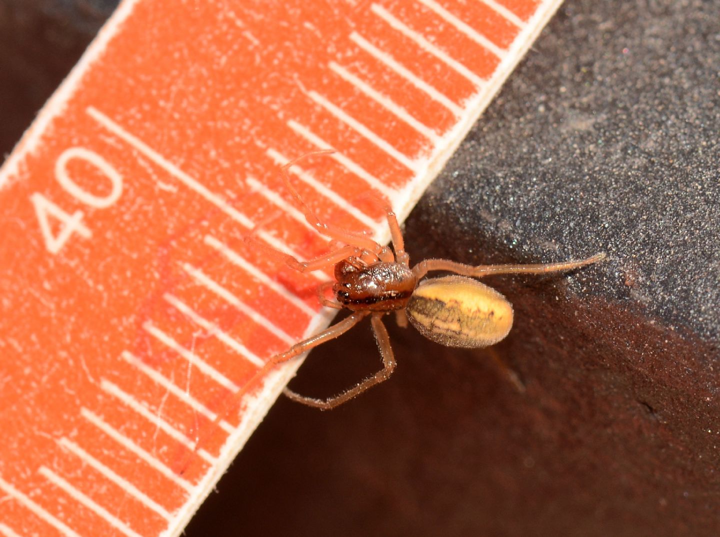 Pachygnatha sp. - Paullo (MI)