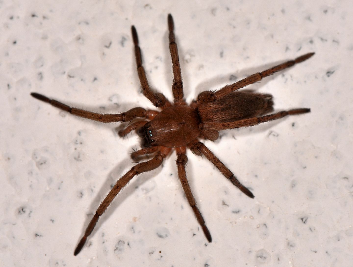 Drassodes sp. - Bannio Anzino (VCO)