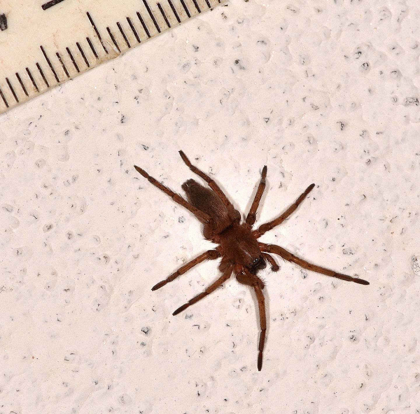 Drassodes sp. - Bannio Anzino (VCO)