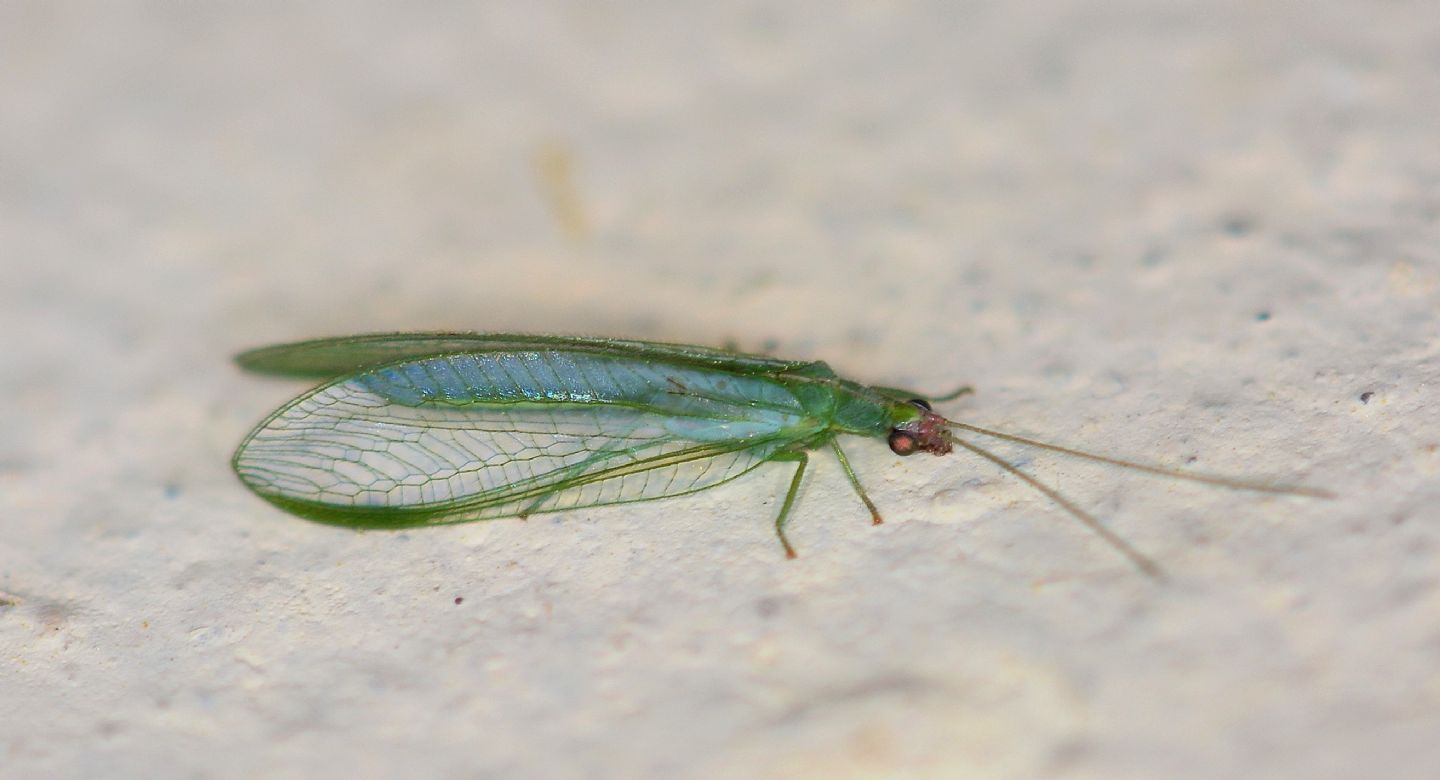 Incontro invernale:  Peyerimhoffina gracilis (Chtrysopidae)