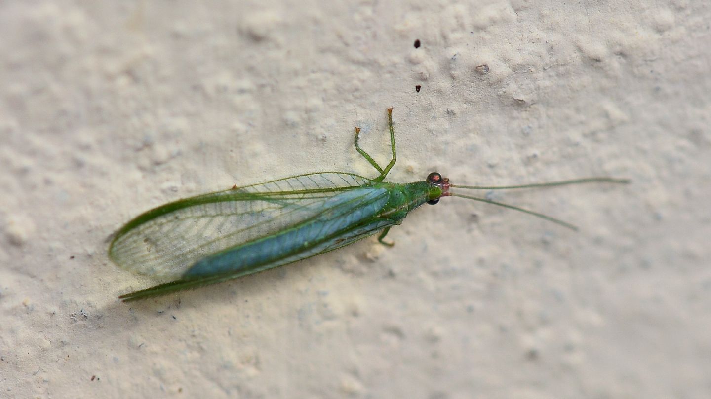 Incontro invernale:  Peyerimhoffina gracilis (Chtrysopidae)