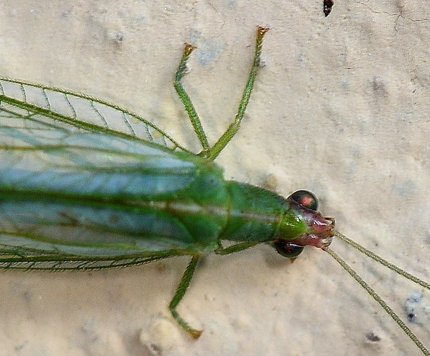 Incontro invernale:  Peyerimhoffina gracilis (Chtrysopidae)