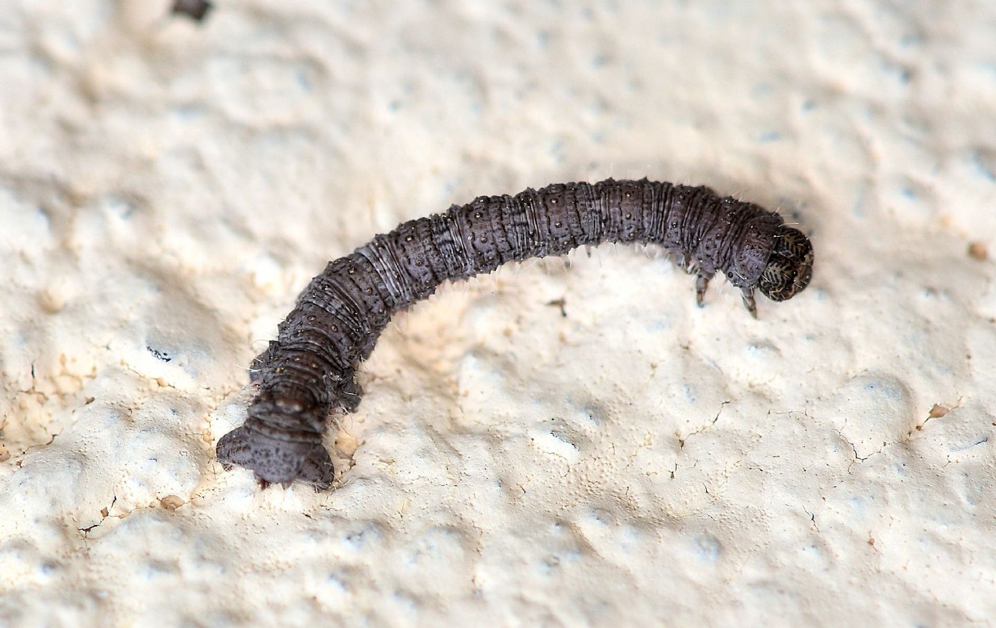 Larva di Geometridae ?? S, Campaea margaritaria