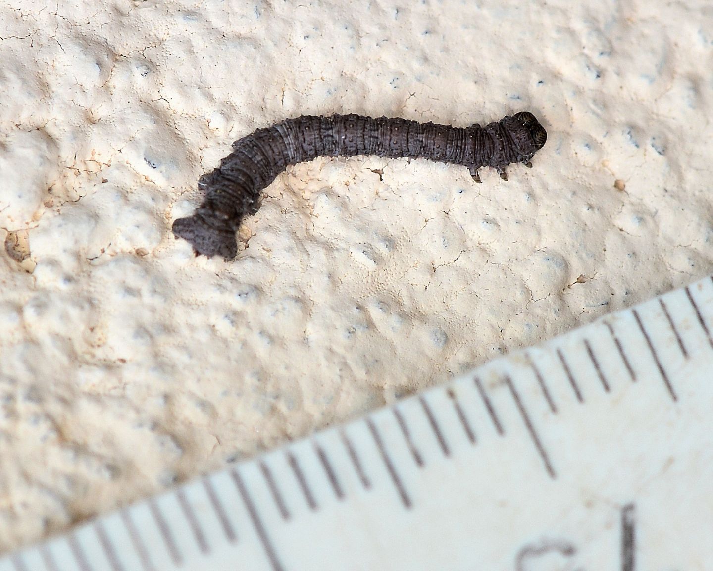 Larva di Geometridae ?? S, Campaea margaritaria