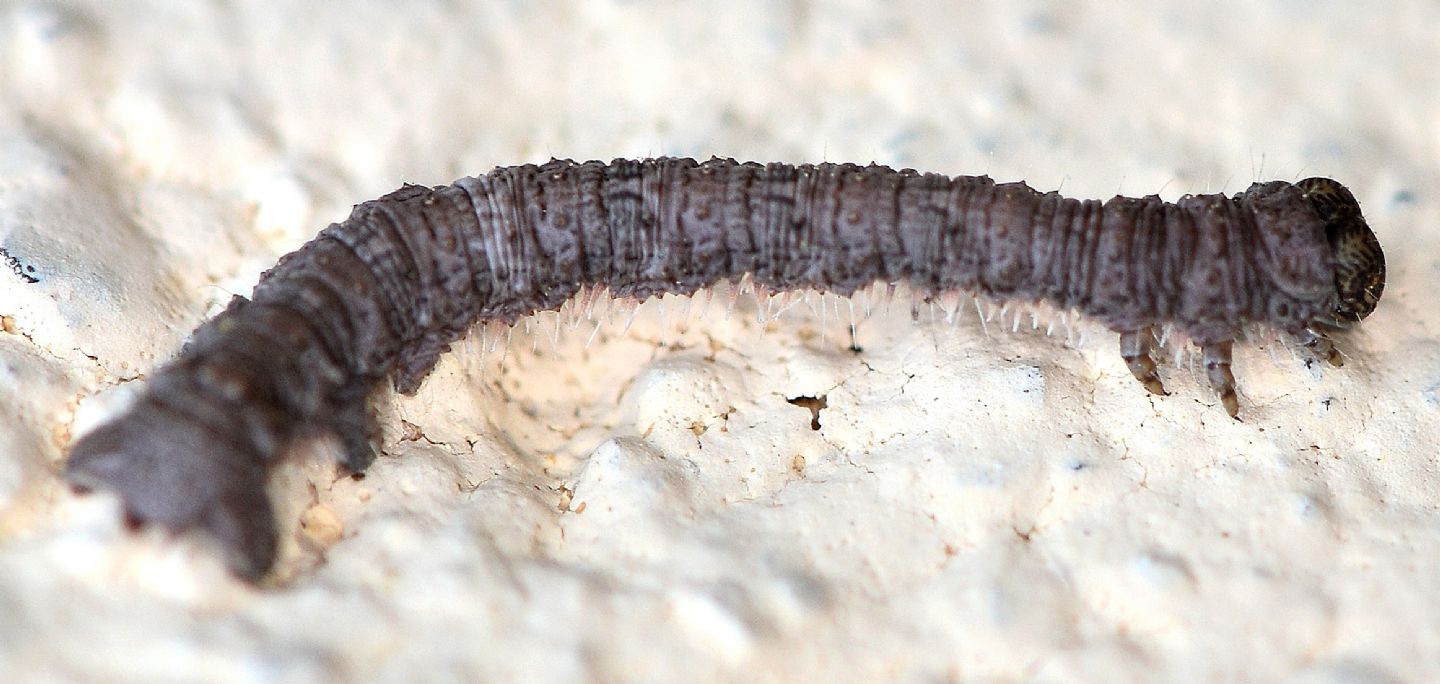 Larva di Geometridae ?? S, Campaea margaritaria