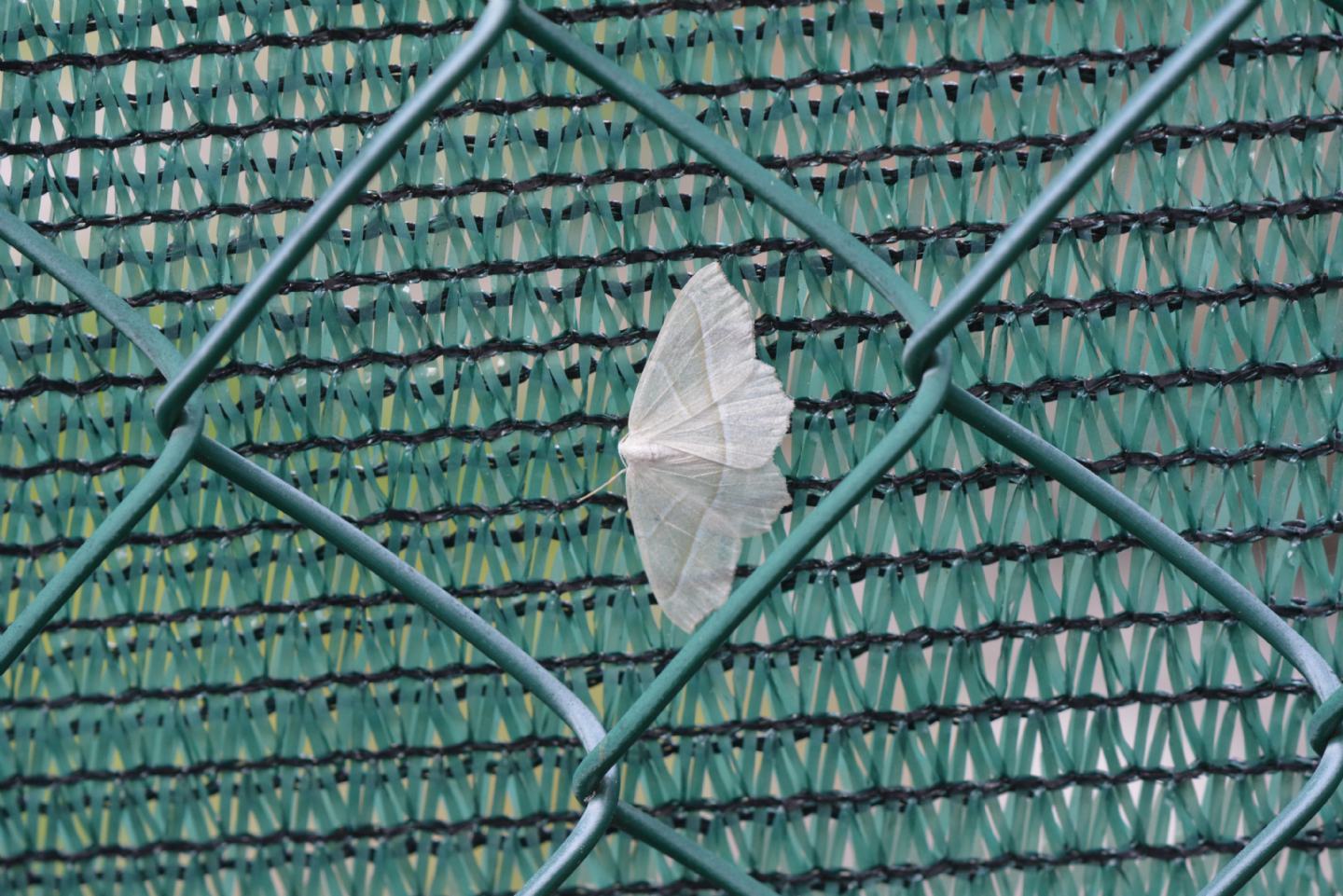 Quale Campaea ? Campaea margaritaria, Geometridae