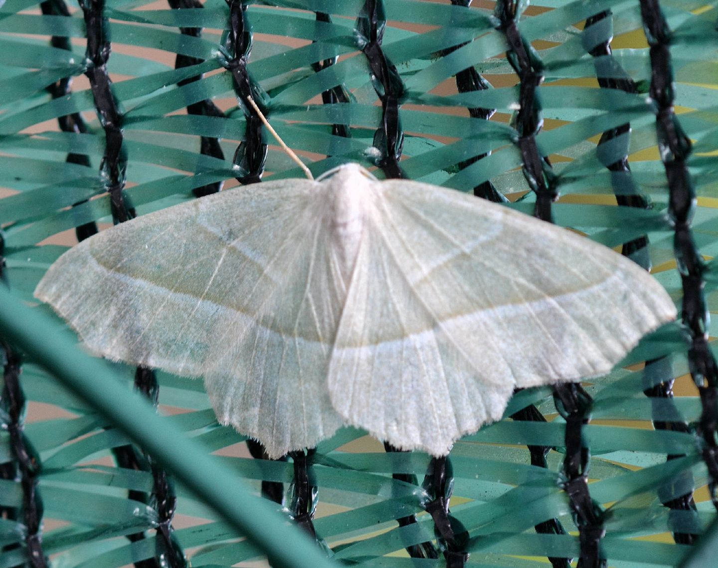 Quale Campaea ? Campaea margaritaria, Geometridae