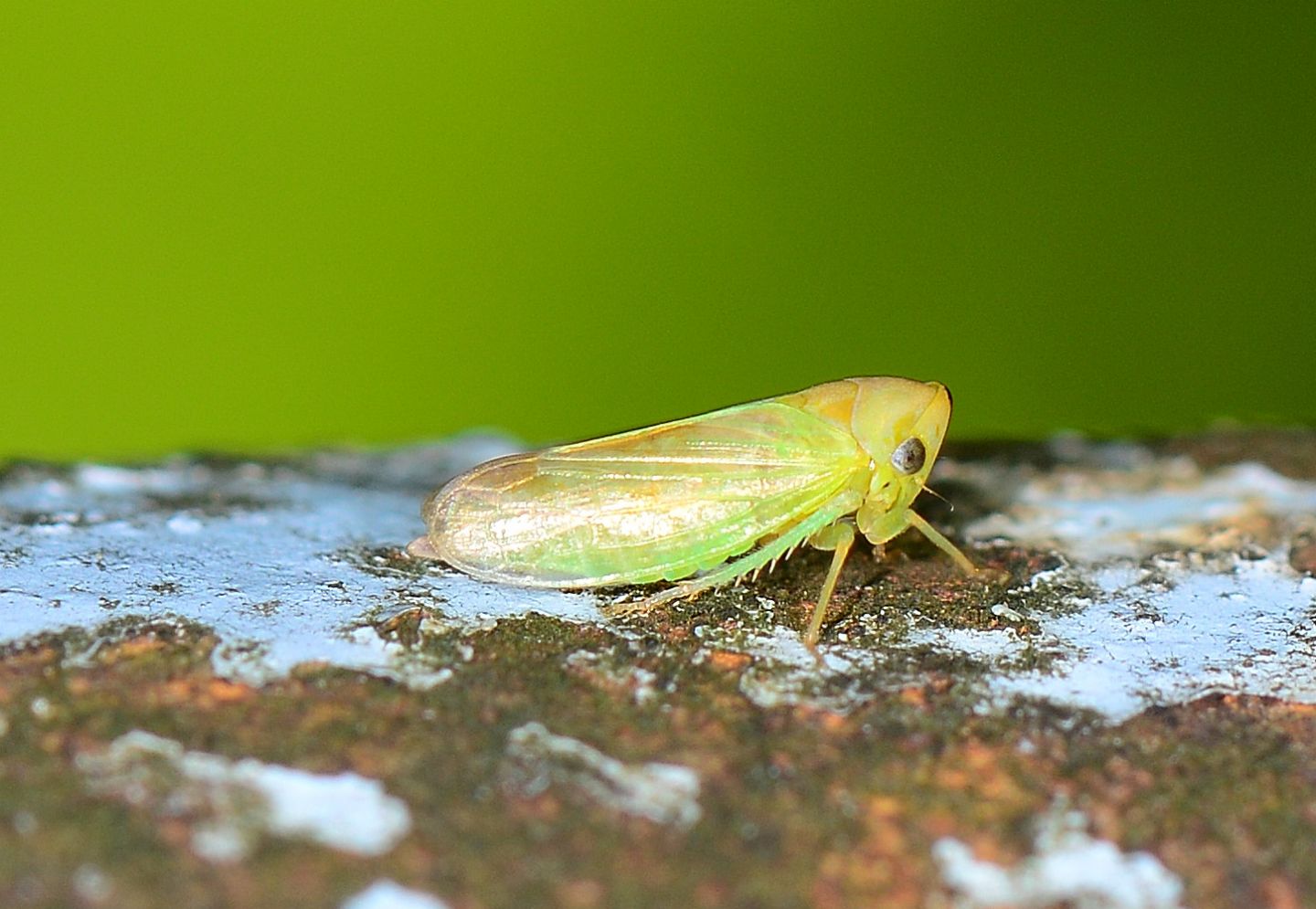 Cicadellidae Macropsinae: Macropsis sp.