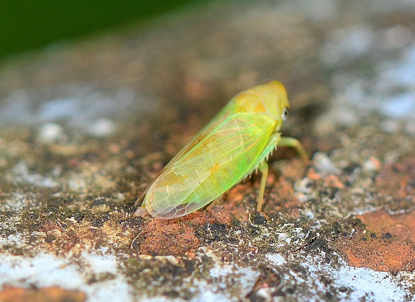 Cicadellidae Macropsinae: Macropsis sp.