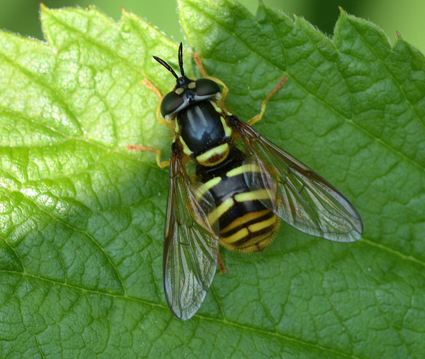 Syrphidae: Chrysotoxum cautum