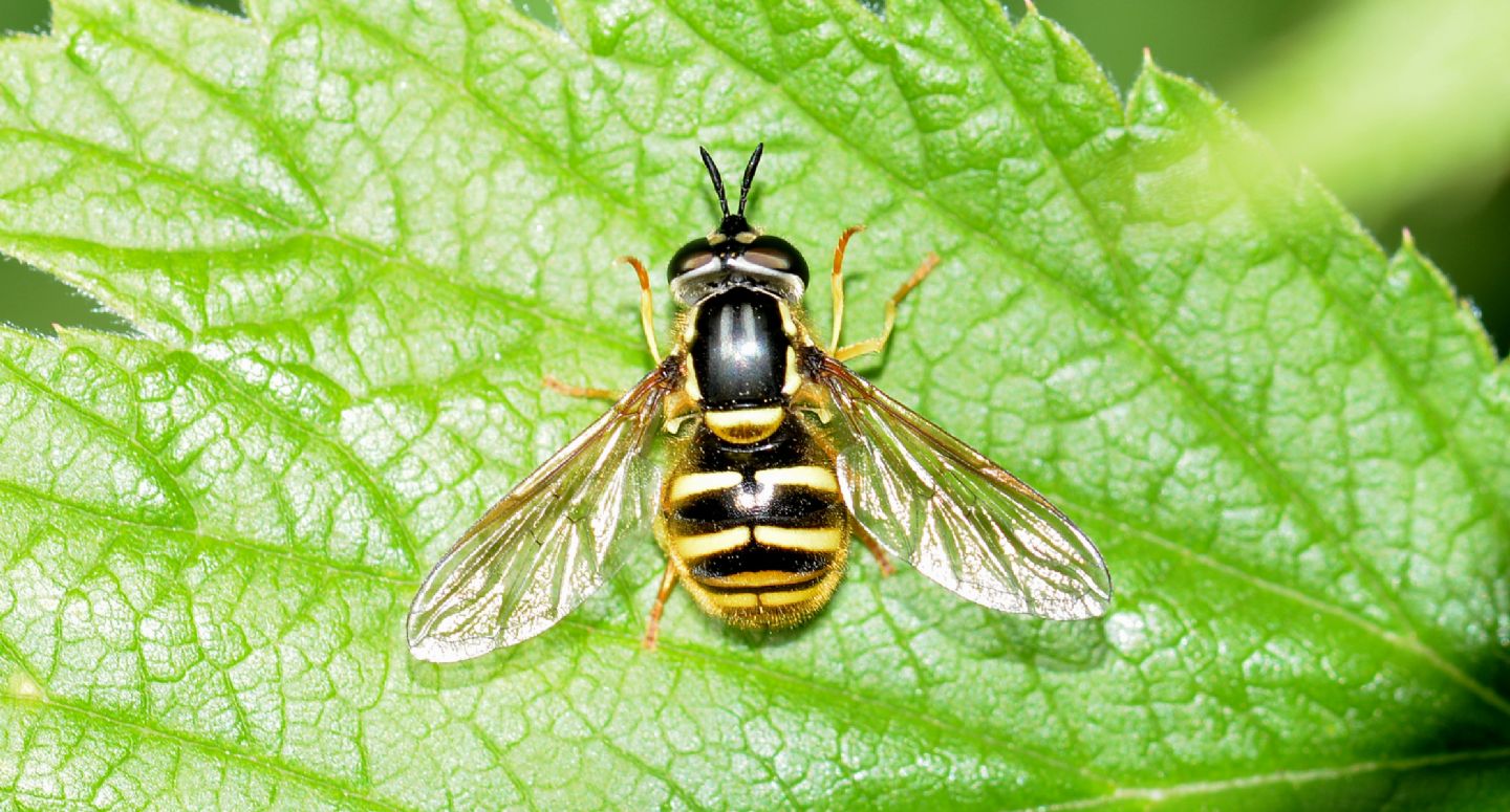 Syrphidae: Chrysotoxum cautum