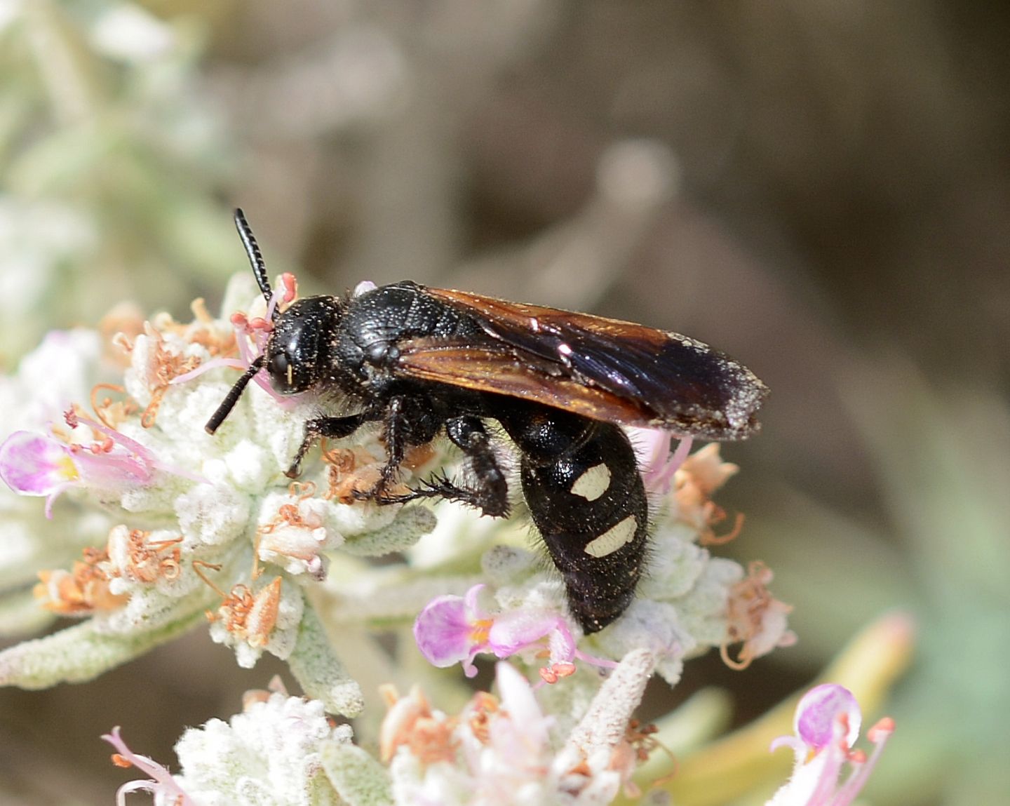 Scoliidae:  Scolia sexmaculata