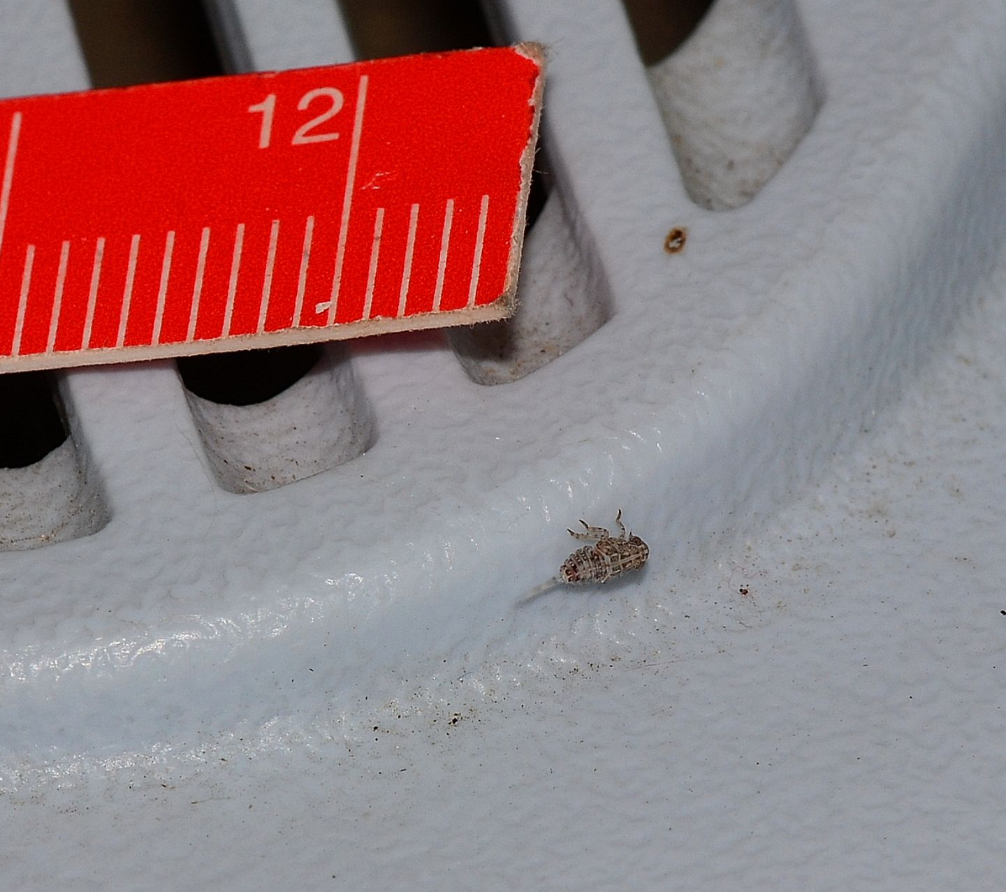 Issidae sp., probabile ninfa (giovane) di primo stadio