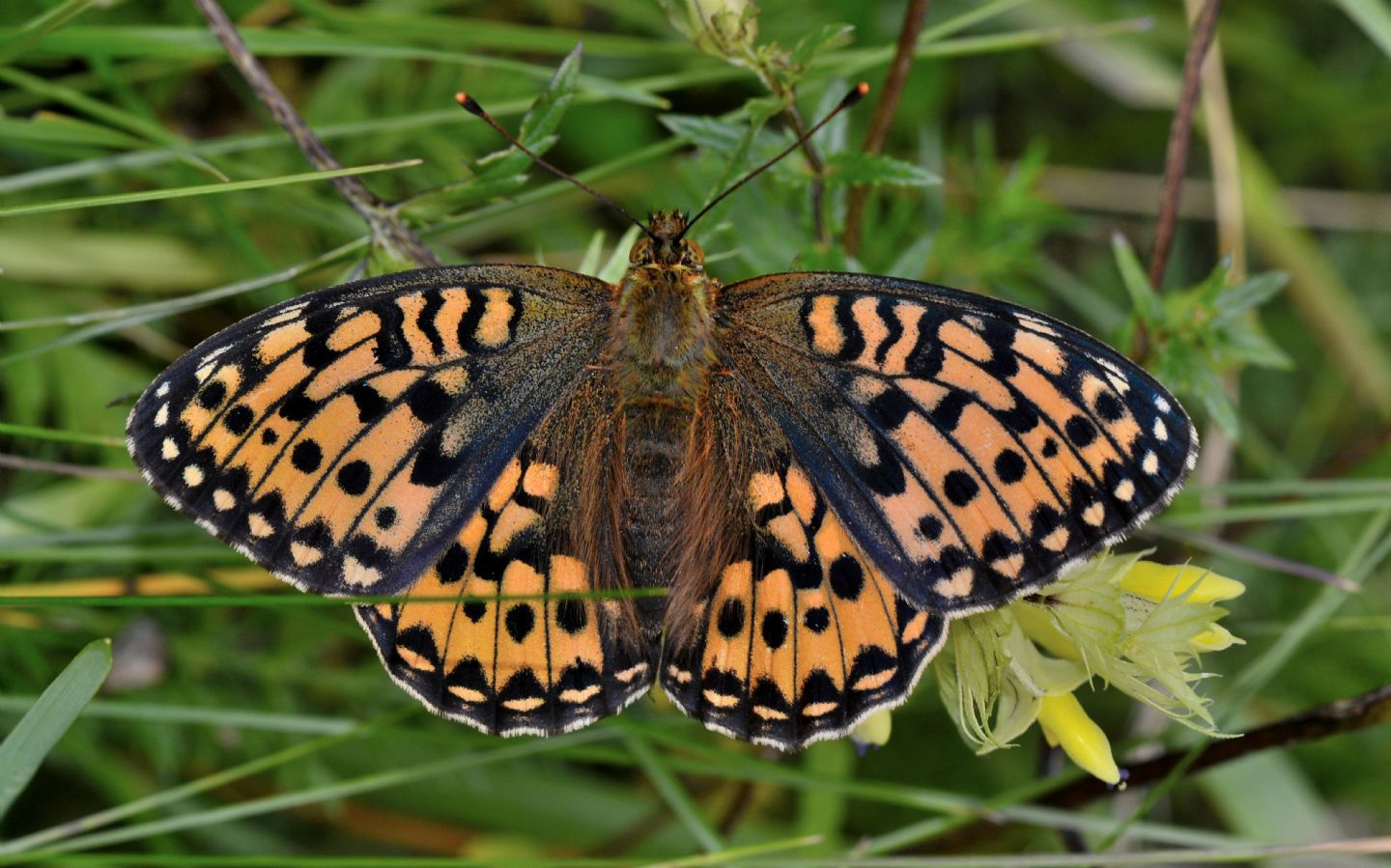 Argynnis? S, Argynnis (Mesoacidalia) aglaja, Nymphalidae