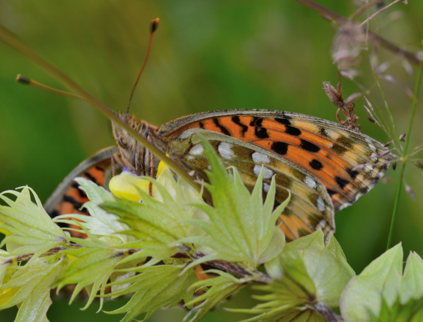 Argynnis? S, Argynnis (Mesoacidalia) aglaja, Nymphalidae