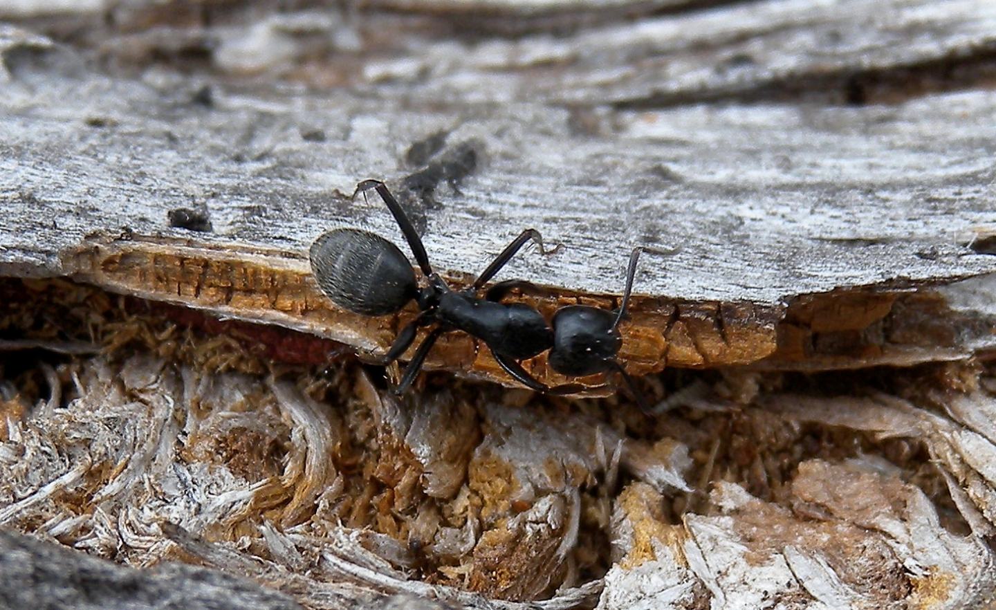 Formicidae: Camponotus vagus, operaia maggiore