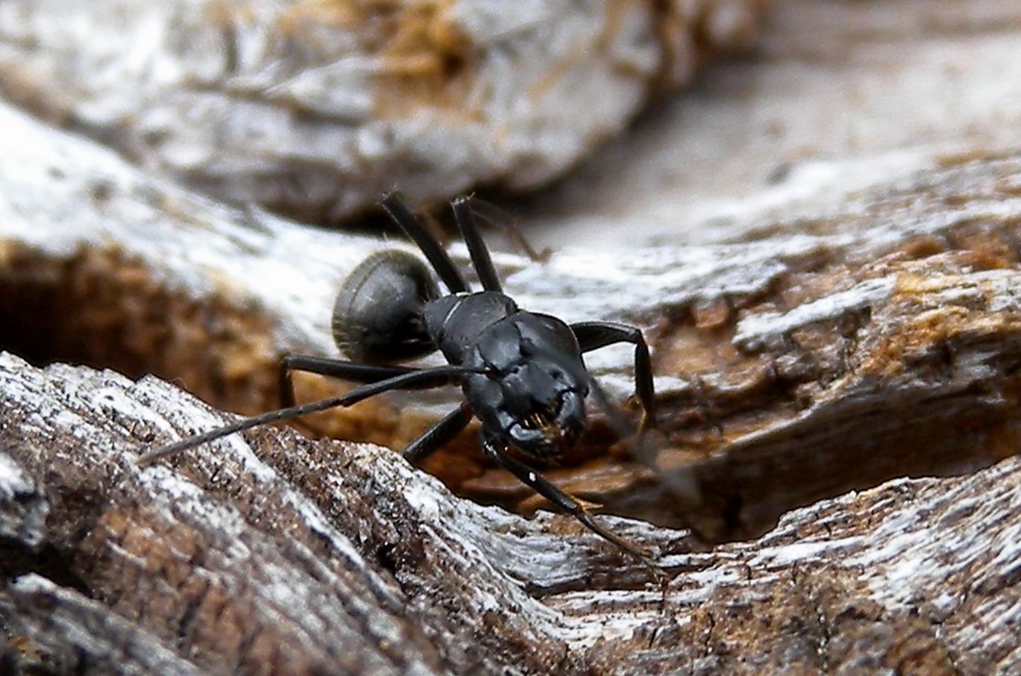 Formicidae: Camponotus vagus, operaia maggiore