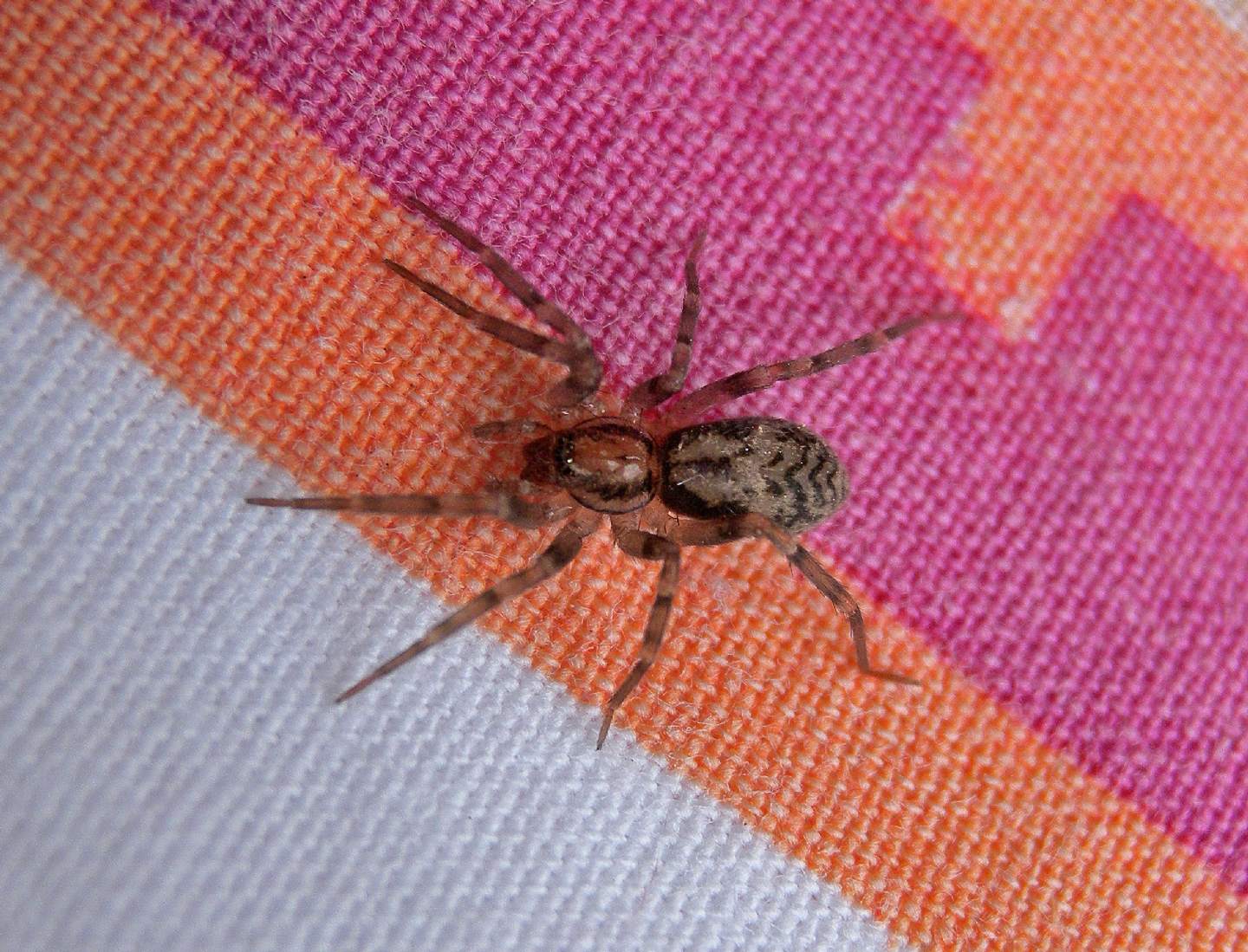 Liocranum rupicola - Bannio Anzino (VCO)