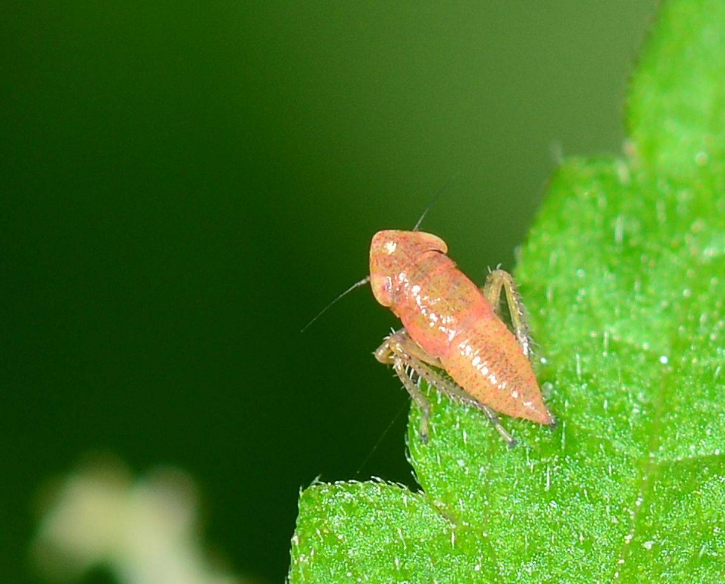 ninfa di Cicadellidae Deltocephalinae