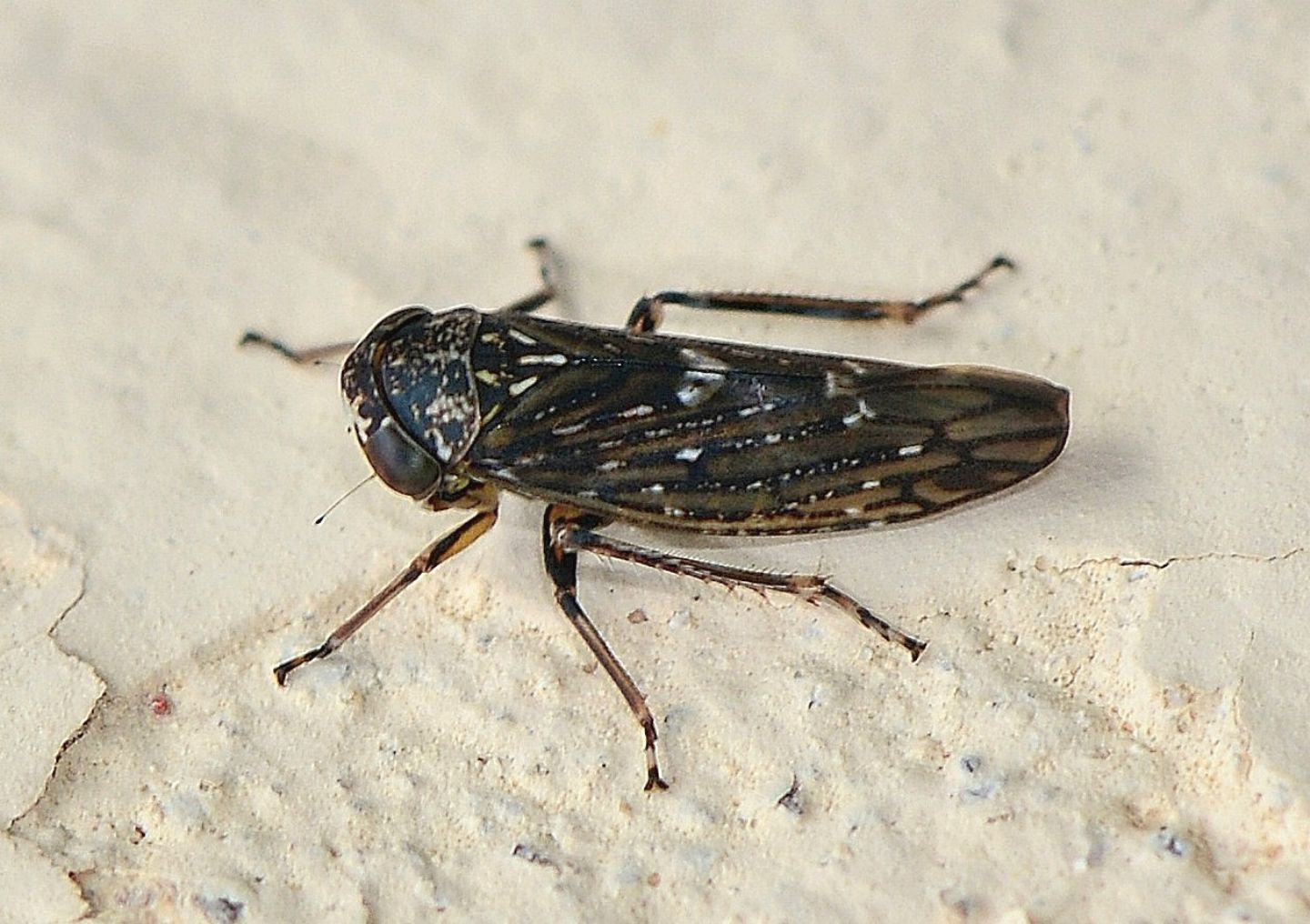 Cicadellidae:   Acericerus heydenii