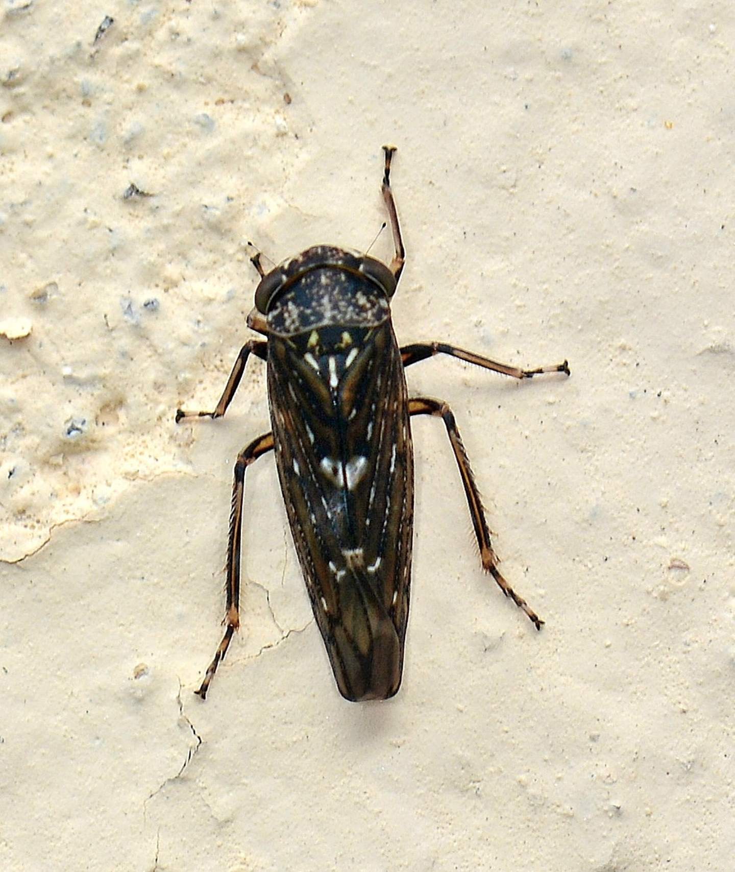 Cicadellidae:   Acericerus heydenii